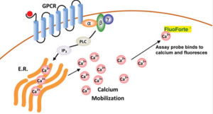 calcium flux assay diagram
